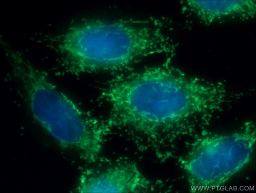 [13585-1-AP-20UL] PRDX6 Polyclonal antibody