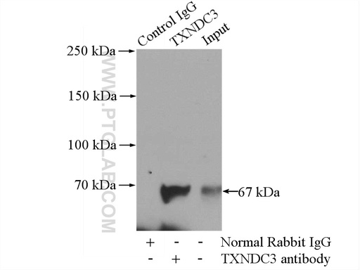 [13586-1-AP-150UL] TXNDC3 Polyclonal antibody