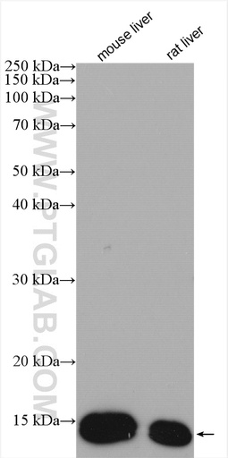 [13626-1-AP-150UL] FABP1 Polyclonal antibody