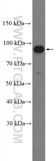 [13628-1-AP-150UL] BCAR3 Polyclonal antibody
