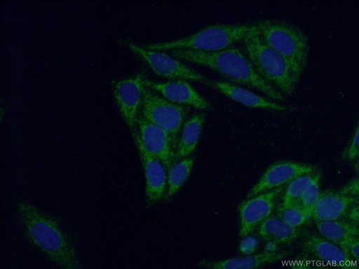 [13640-1-AP-20UL] BCAT1/ECA39 Polyclonal antibody