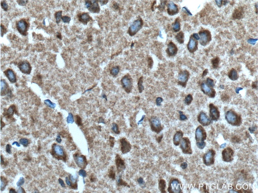 [13646-1-AP-20UL] Syntaphilin Polyclonal antibody