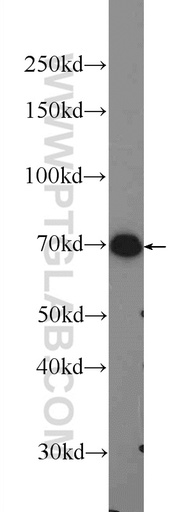 [13651-1-AP-150UL] PRAM1 Polyclonal antibody