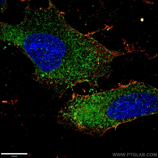 [13669-1-AP-20UL] PEX1 Polyclonal antibody