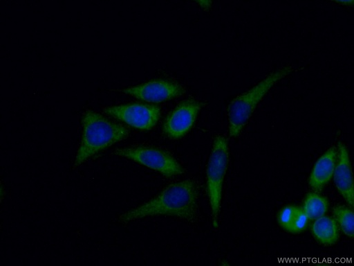[13673-1-AP-20UL] SEC24D Polyclonal antibody