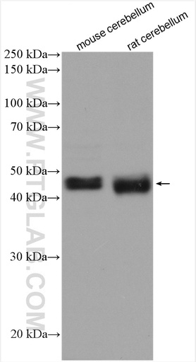 [13674-1-AP-150UL] NEGR1 Polyclonal antibody