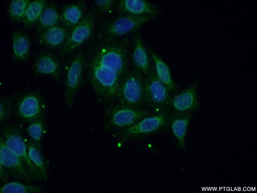 [13675-1-AP-150UL] Calpain 11 Polyclonal antibody