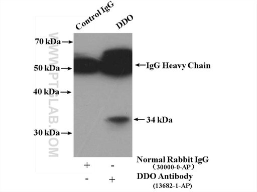 [13682-1-AP-150UL] DDO Polyclonal antibody