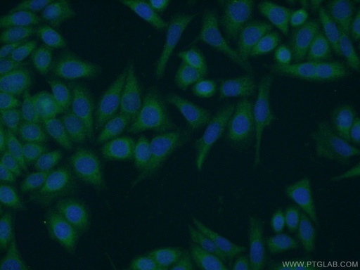 [13691-1-AP-20UL] HERC4 Polyclonal antibody