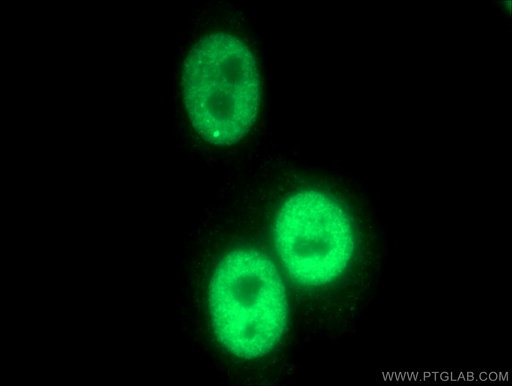 [13698-1-AP-150UL] IRF2BP1 Polyclonal antibody