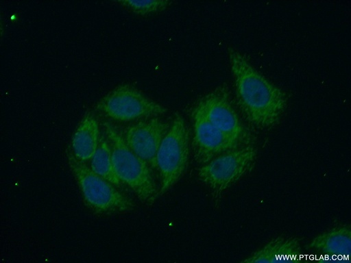 [13718-1-AP-20UL] SLC9A9 Polyclonal antibody