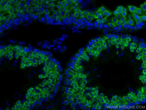 [13720-1-AP-150UL] BOULE Polyclonal antibody