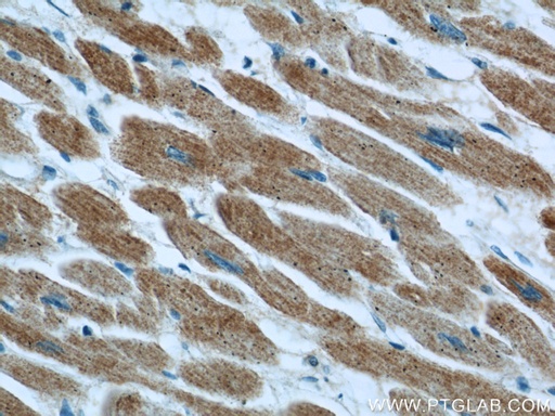 [13721-1-AP-20UL] Phospholemman/FXYD1 Polyclonal antibody