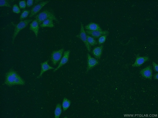 [13731-1-AP-20UL] Carboxypeptidase A5 Polyclonal antibody