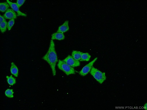 [13739-1-AP-20UL] RACGAP1 Polyclonal antibody
