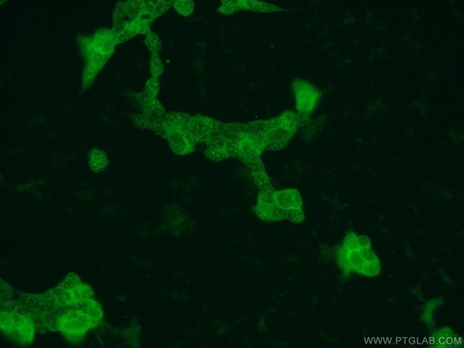 [13740-1-AP-20UL] DUT Polyclonal antibody