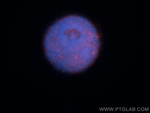 [13743-1-AP-20UL] RNMT Polyclonal antibody