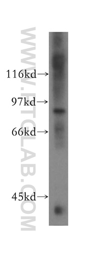 [13745-1-AP-150UL] HCN3 Polyclonal antibody
