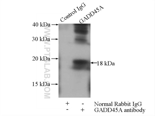 [13747-1-AP-20UL] GADD45A Polyclonal antibody