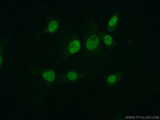 [13751-1-AP-150UL] MYST2 Polyclonal antibody