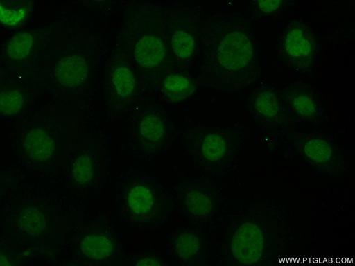 [13754-1-AP-150UL] Histone H3.3 Polyclonal antibody