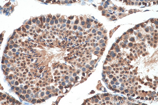 [13761-1-AP-20UL] CDK8/19 Polyclonal antibody
