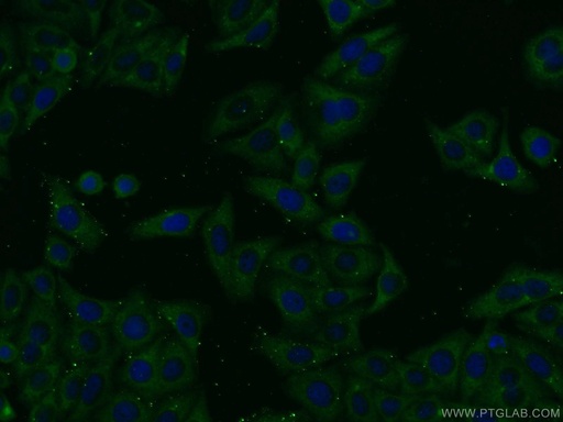 [13762-1-AP-150UL] AMBRA1 Polyclonal antibody