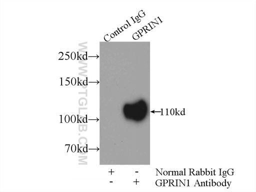 [13771-1-AP-150UL] GPRIN1 Polyclonal antibody