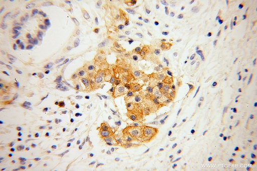 [13780-1-AP-150UL] GNG4 Polyclonal antibody