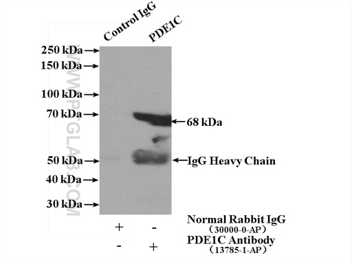 [13785-1-AP-20UL] PDE1C Polyclonal antibody