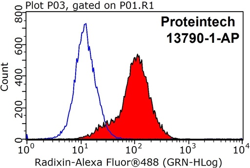 [13790-1-AP-20UL] Radixin Polyclonal antibody