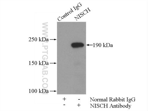 [13813-1-AP-150UL] NISCH Polyclonal antibody