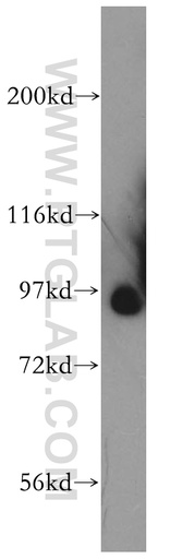 [13835-1-AP-150UL] SLITRK4 Polyclonal antibody