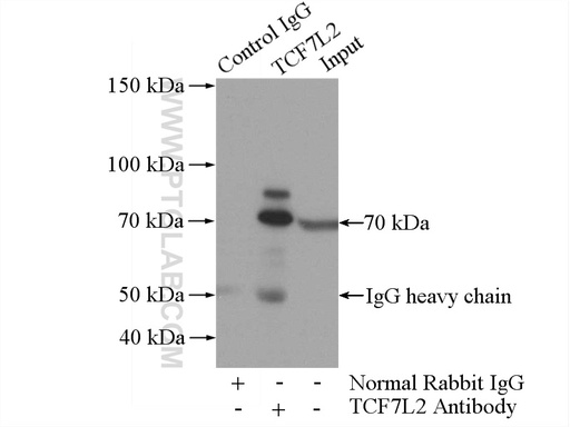 [13838-1-AP-150UL] TCF4/TCF7L2 Polyclonal antibody