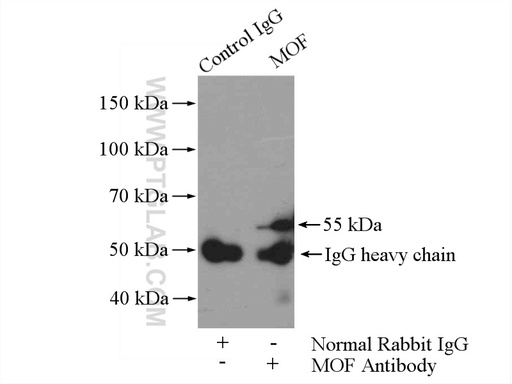 [13842-1-AP-150UL] MOF Polyclonal antibody