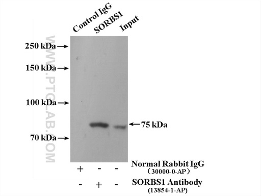 [13854-1-AP-150UL] SORBS1 Polyclonal antibody