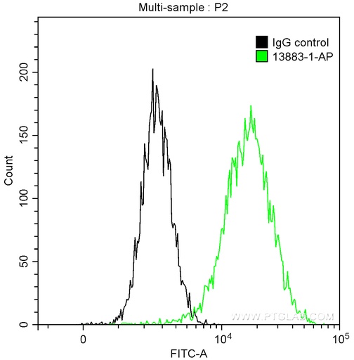 [13883-1-AP-150UL] PKC Iota Polyclonal antibody