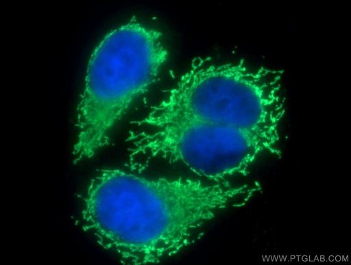 [13895-1-AP-20UL] D2HGDH Polyclonal antibody