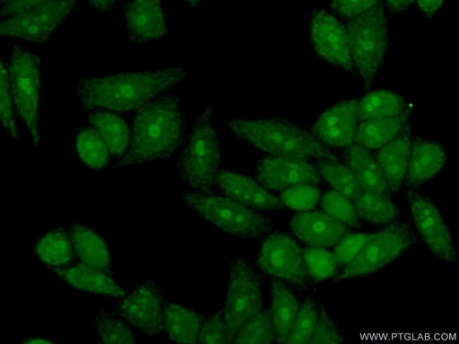 [13897-1-AP-150UL] GTPBP4 Polyclonal antibody