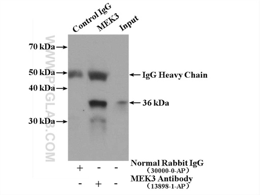 [13898-1-AP-150UL] MEK3 Polyclonal antibody
