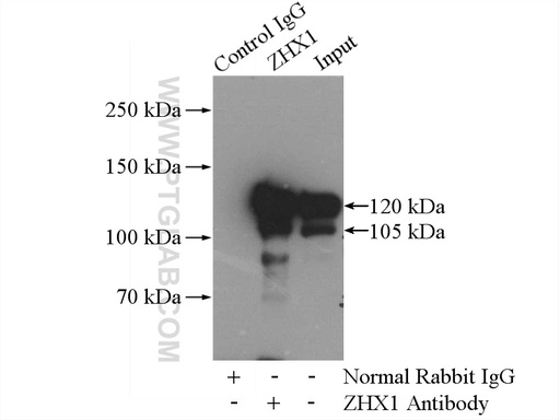 [13903-1-AP-20UL] ZHX1 Polyclonal antibody