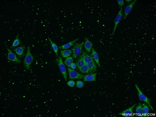 [13905-1-AP-150UL] KLHDC3 Polyclonal antibody