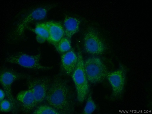 [13913-1-AP-20UL] SODD/BAG4 Polyclonal antibody