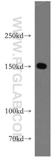 [13923-1-AP-20UL] DHX29 Polyclonal antibody