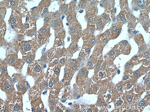 [13929-1-AP-150UL] MDP-1 Polyclonal antibody