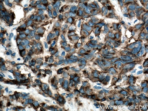 [13931-1-AP-150UL] CA4 Polyclonal antibody