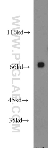 [13937-1-AP-20UL] GAPDHS Polyclonal antibody