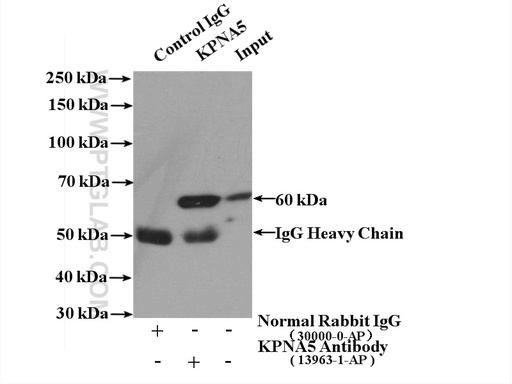 [13963-1-AP-20UL] KPNA5 Polyclonal antibody