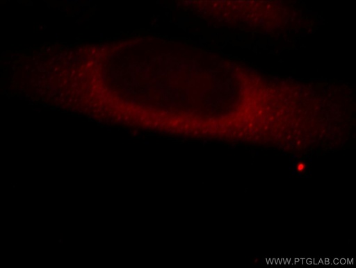 [13965-1-AP-150UL] MICAL2 Polyclonal antibody