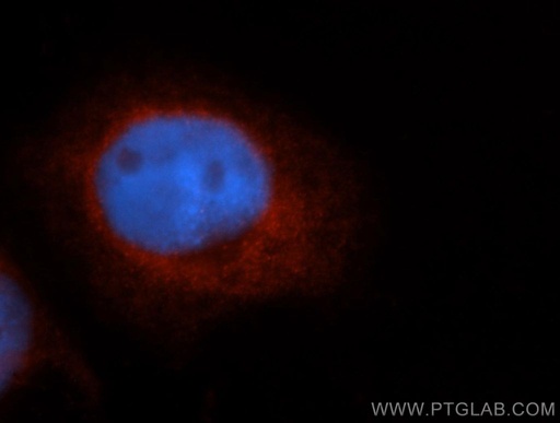 [13966-1-AP-20UL] ZnT7 Polyclonal antibody